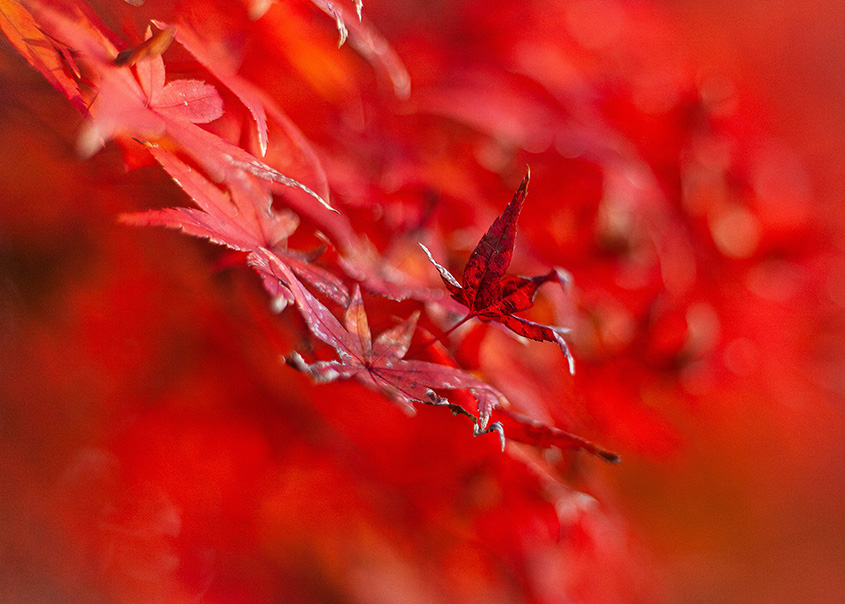 錦帯橋を赤く彩る紅葉の写真