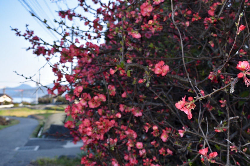 田舎道に咲く花の写真