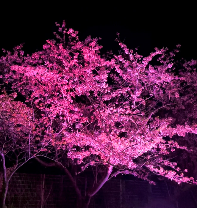 ときわ公園の夜桜の写真