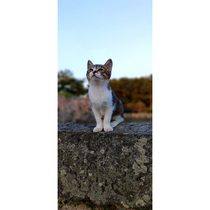 萩城跡の猫の写真