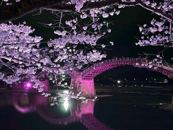 ライトアップされた錦帯橋と周辺の夜桜の写真