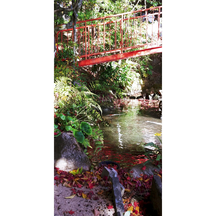 熊野神社の参道沿いの池の写真