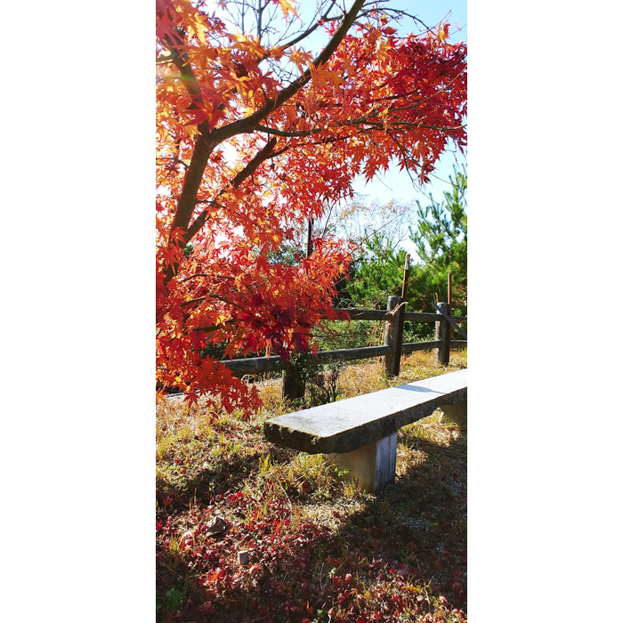 熊野神社の紅葉したカエデの木の写真