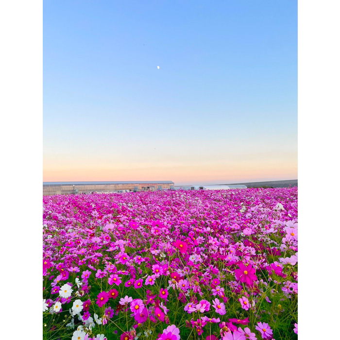 花の海のコスモス畑の写真