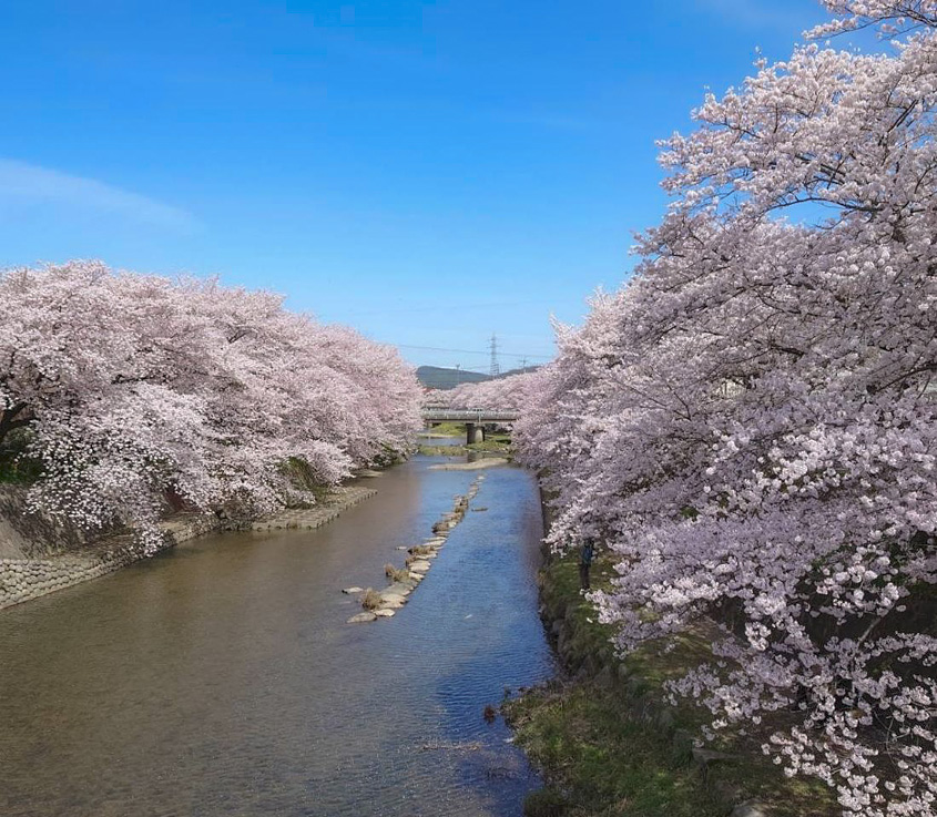 厚狭川の桜の写真