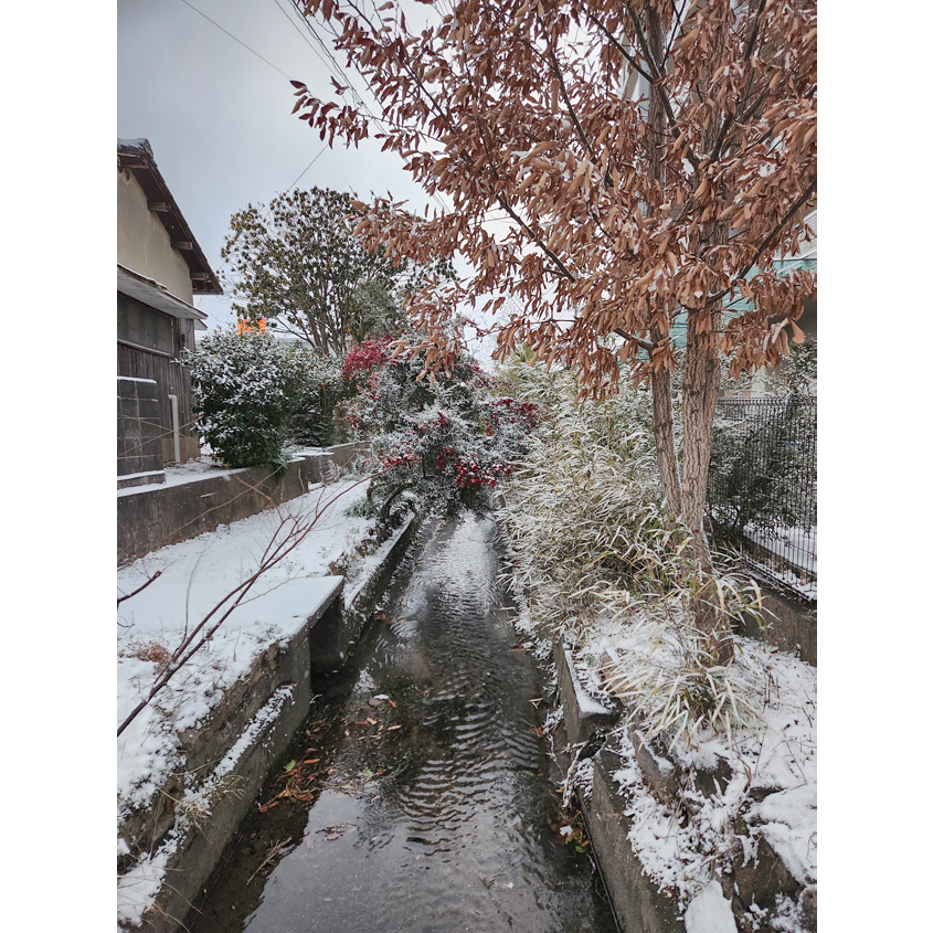 雪が降り積もった小川付近の風景の写真