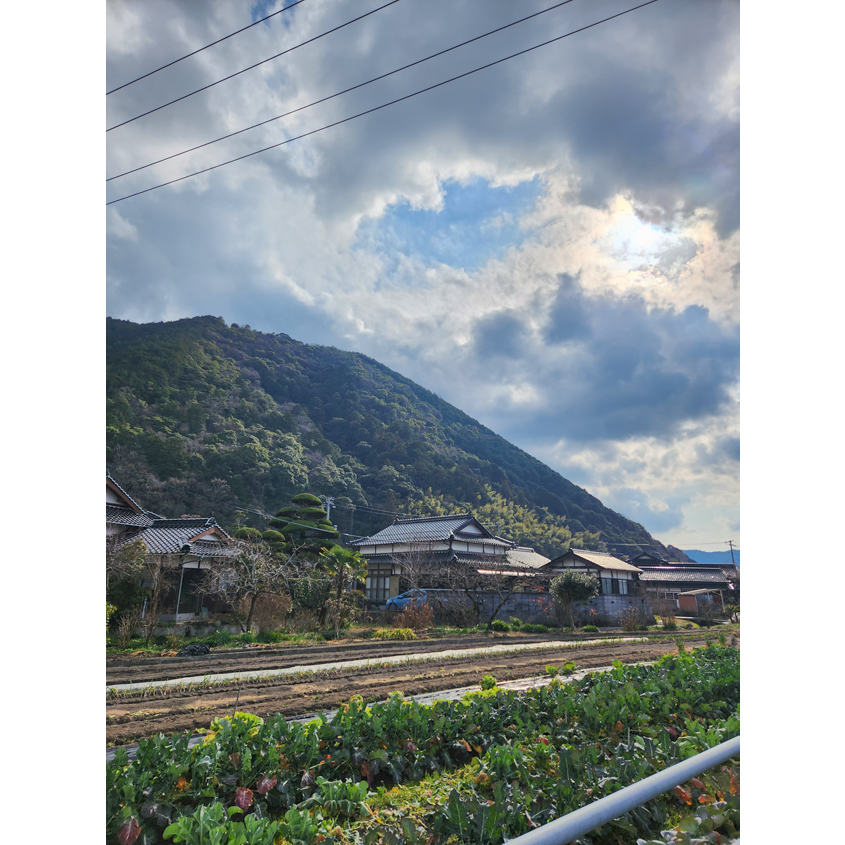 緑が映える庭越しに見る山の景観の写真