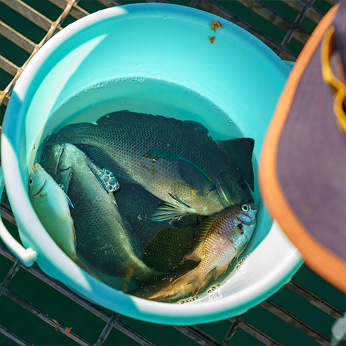 親子が釣った魚の写真