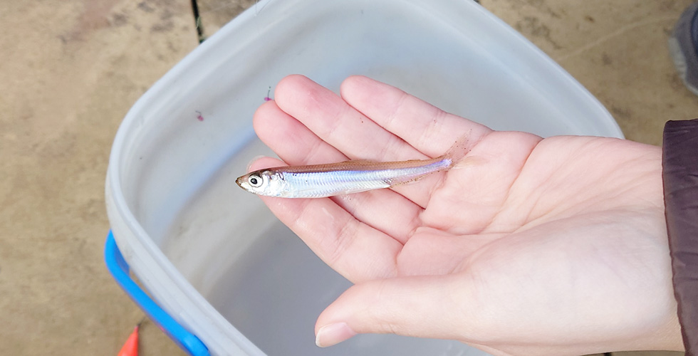 釣り上げたワカサギを手のひらに乗せた様子の写真