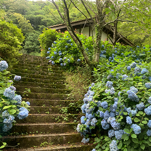 重源の郷敷地内のアジサイの写真