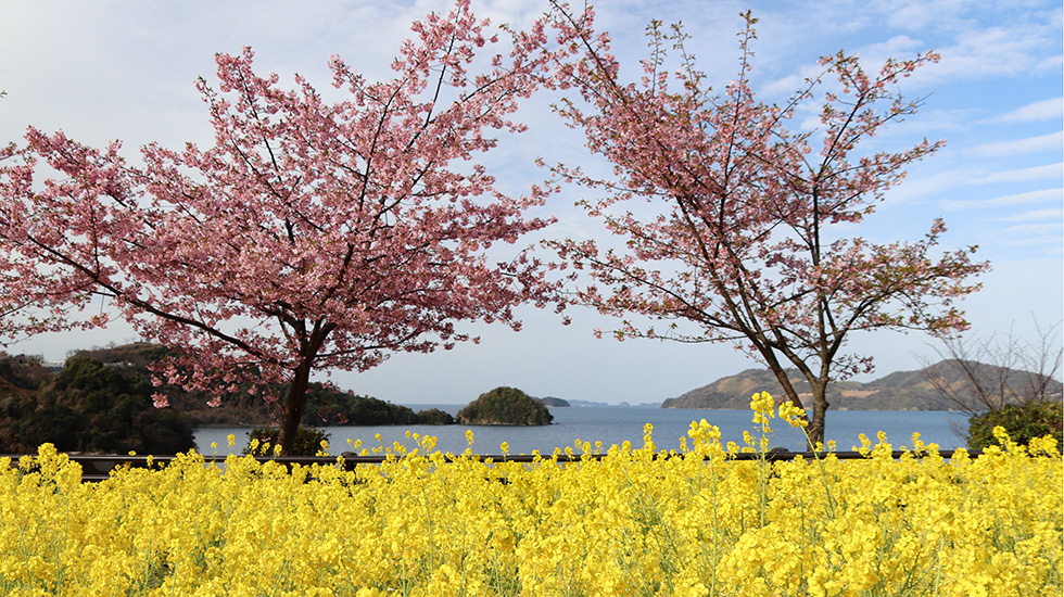 河津桜と菜の花が見頃を迎えた春の潮風ガーデンの写真