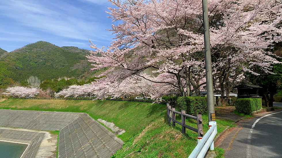 桜が咲く春の米泉湖の写真