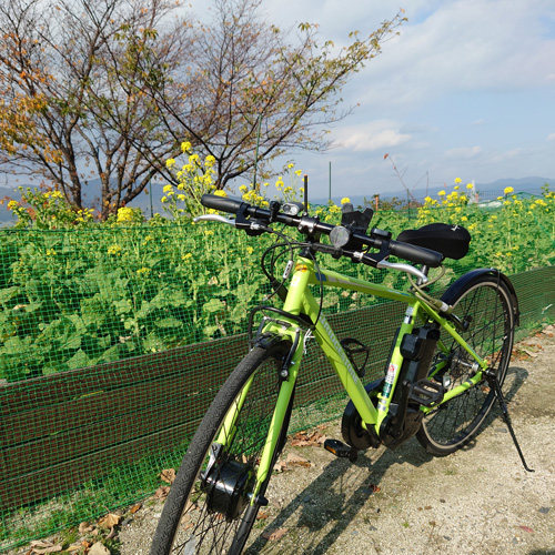 クロスバイクと菜の花畑の写真