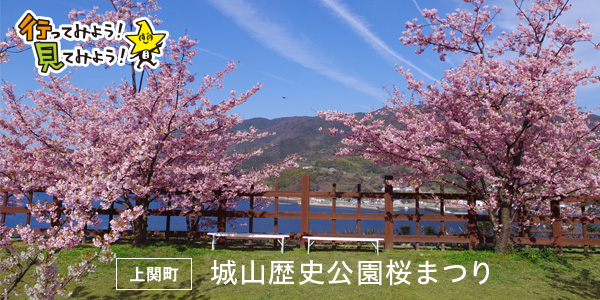 行ってみよう!見てみよう! 上関町 城山歴史公園桜まつり