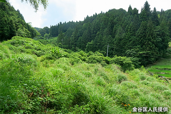 令和元(2019)年7月の六呂師、大岩周辺の風景の写真