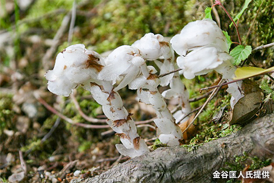 「ギンリョウソウ(銀龍草)」(金谷匡人氏提供)の写真