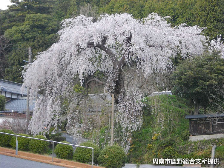 「弾正糸桜」(周南市鹿野総合支所提供)の写真