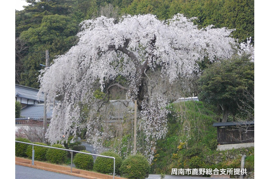 「弾正糸桜」(周南市鹿野総合支所提供)の写真