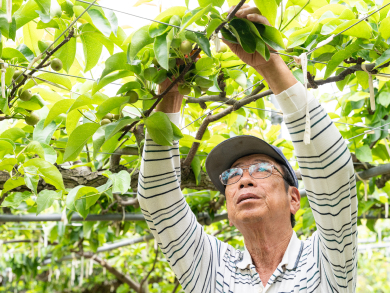 豊水のほか、あきづき、なつしずく、幸水など十数種類の梨を栽培