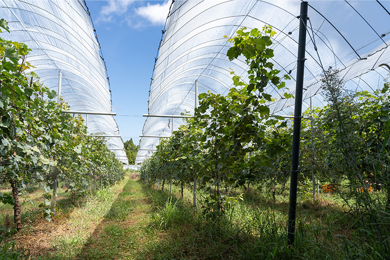 2023年3月に念願のブドウ農園の写真