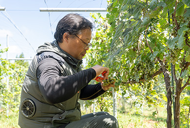 全10種の醸造用ブドウを栽培する様子