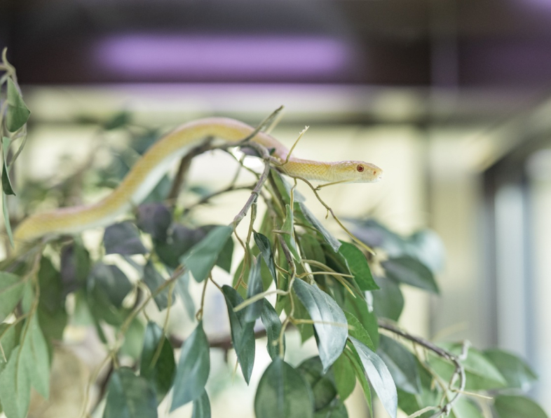 岩国シロヘビの館