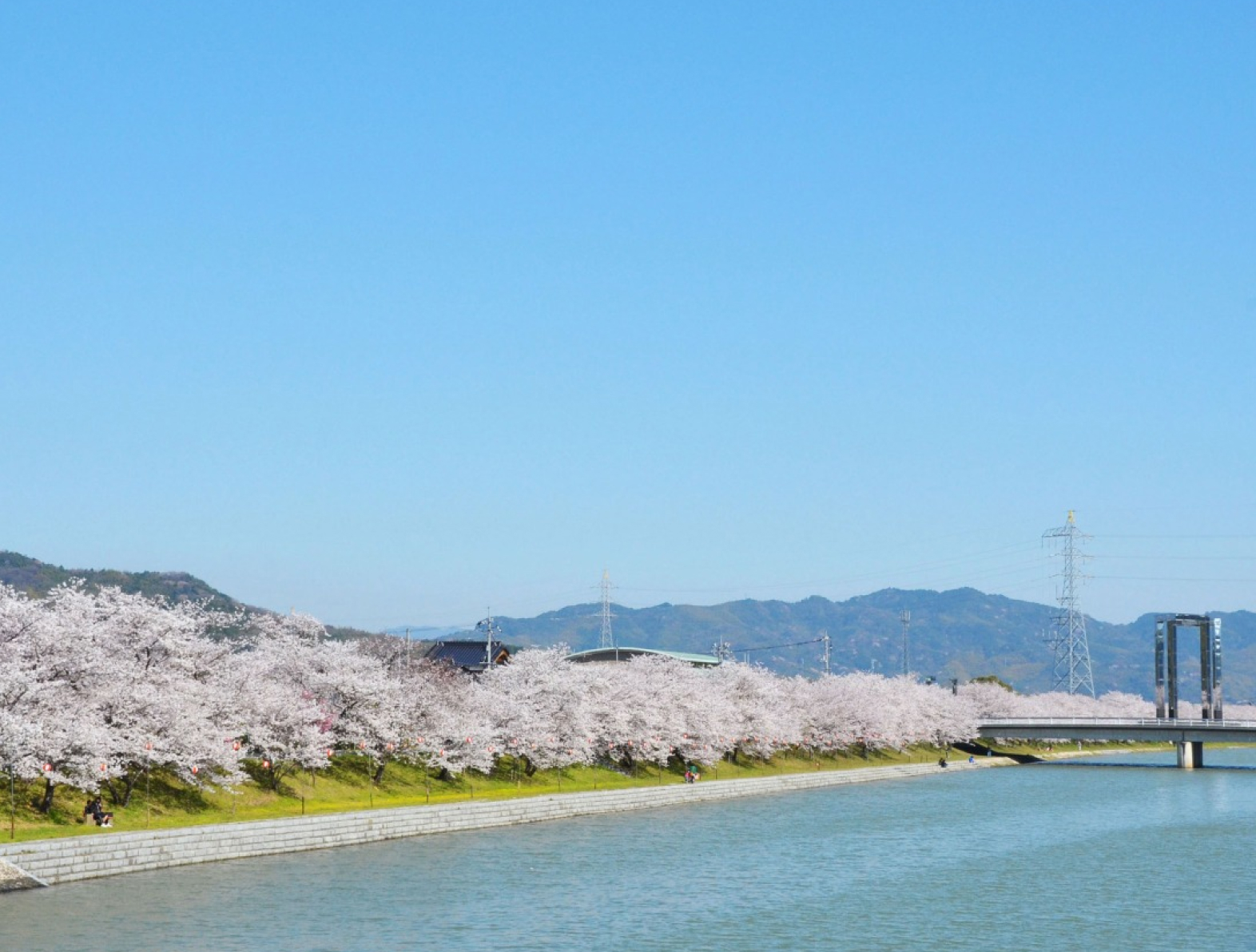 田布施川の桜並木